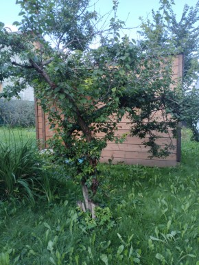 Коллективный сад номер 7, участок 58 в Красноуфимске - krasnoufimsk.yutvil.ru - фото 28