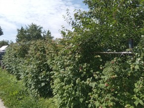 СНТ Медик-2 в Красноуфимске - krasnoufimsk.yutvil.ru - фото 3