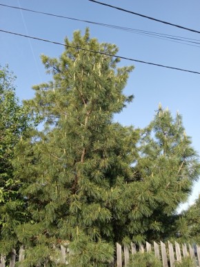 ул. Полынная,29 в Красноуфимске - krasnoufimsk.yutvil.ru - фото 18 ул. Полынная,29 в Красноуфимске - krasnoufimsk.yutvil.ru - фото 18